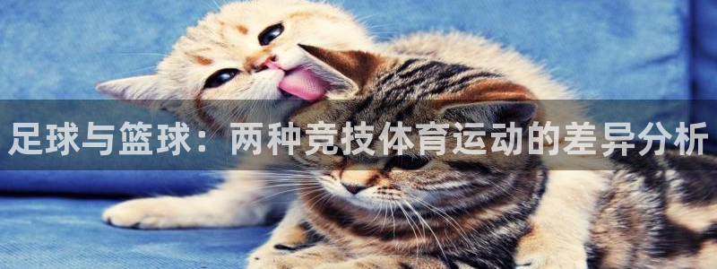 尊龙官方正版app新能源：足球与篮球：两种竞技体育运