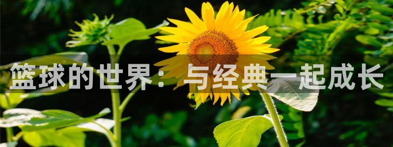 尊龙用现金娱乐一下尊龙：篮球的世界：